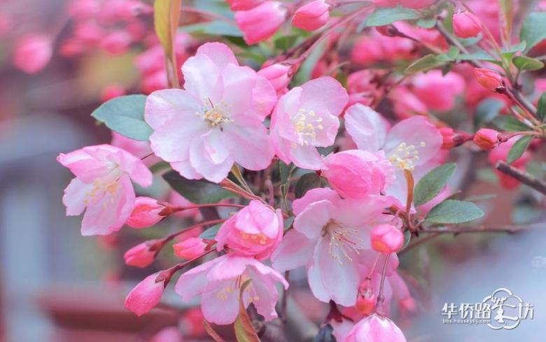 本周日,来溧水赏世界最大海棠花海! 本周日,来溧水赏世界最大海棠花海!