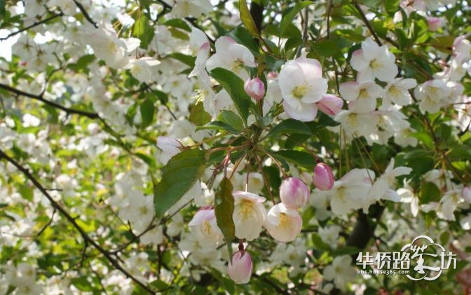 本周日,来溧水赏世界最大海棠花海! 本周日,来溧水赏世界最大海棠花海!