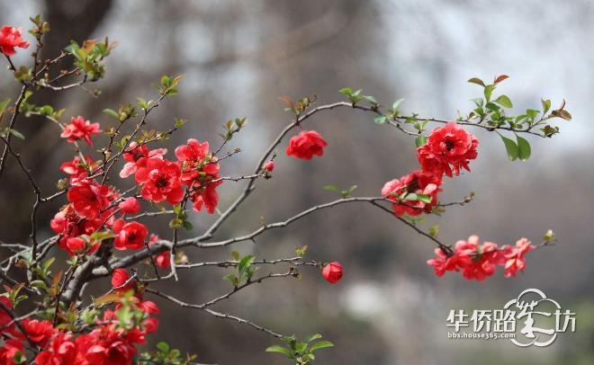 本周日,来溧水赏世界最大海棠花海! 本周日,来溧水赏世界最大海棠花海!