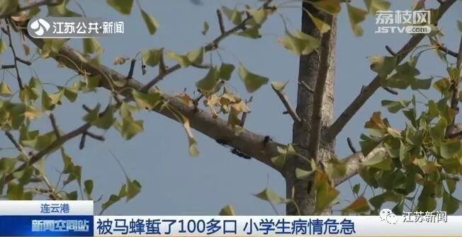 小学生放学路上被袭击,直接进了ICU!出门千万小心它 小学生放学路上被袭击,直接进了ICU!出门千万小心它