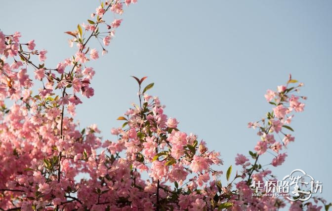 本周日,来溧水赏世界最大海棠花海! 本周日,来溧水赏世界最大海棠花海!