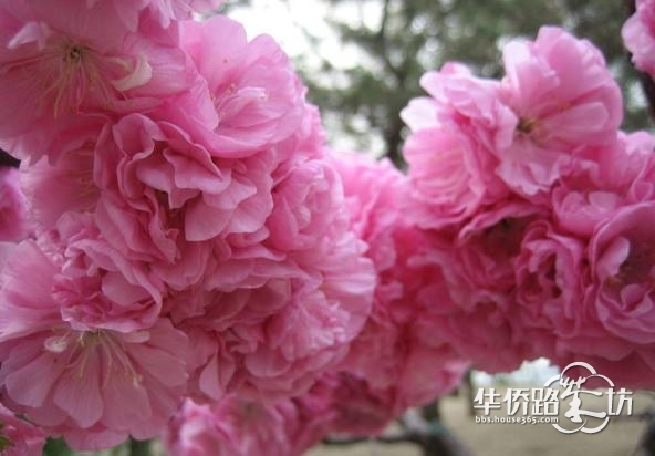 本周日,来溧水赏世界最大海棠花海! 本周日,来溧水赏世界最大海棠花海!