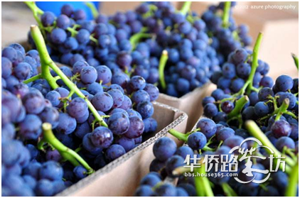 【自然童趣 甜蜜今夏】汤山鎏园带你采摘夏伯伯的葡萄园,名额有限,先到先得!!! 【自然童趣 甜蜜今夏】汤山鎏园带你采摘夏伯伯的葡萄园,名额有限,先到先得!!!