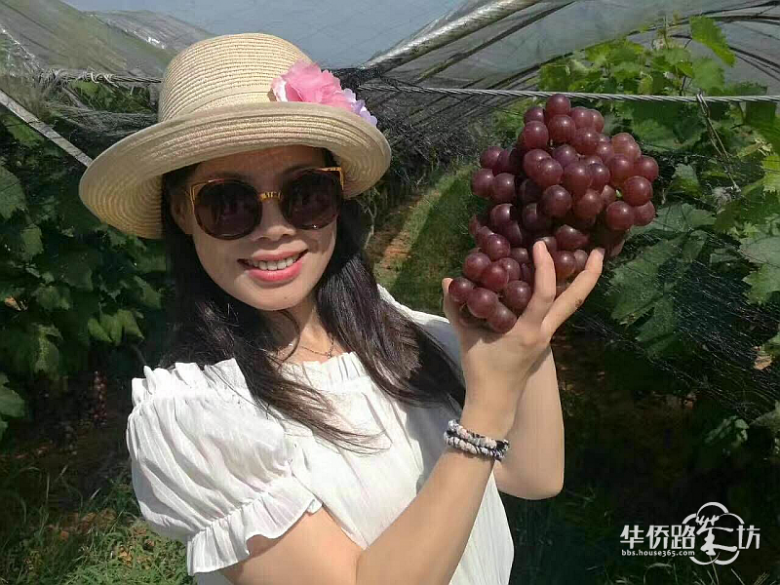 【自然童趣 甜蜜今夏】汤山鎏园带你采摘夏伯伯的葡萄园,名额有限,先到先得!!! 【自然童趣 甜蜜今夏】汤山鎏园带你采摘夏伯伯的葡萄园,名额有限,先到先得!!!