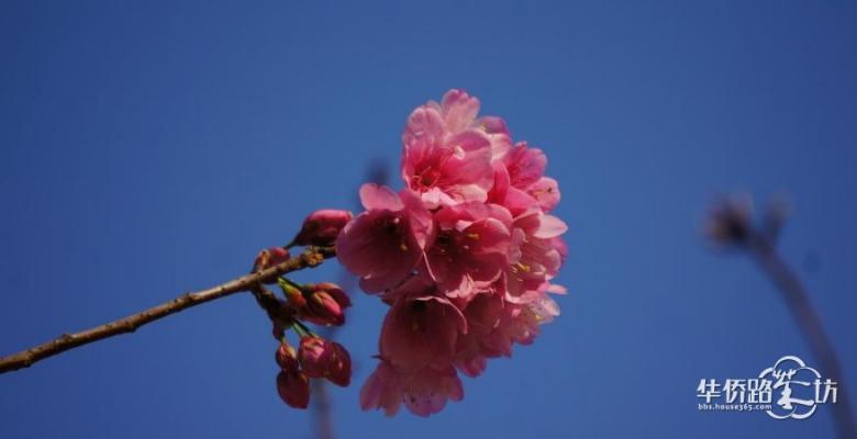 本周日,来溧水赏世界最大海棠花海! 本周日,来溧水赏世界最大海棠花海!