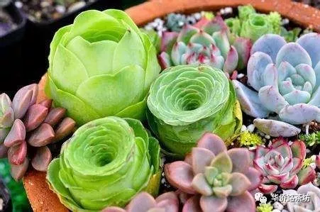 10月28日,一定要带孩子来河西!价值88元绿色有爱多肉等你来DIY!现场更有多重礼品拿到手软!! 10月28日,一定要带孩子来河西!价值88元绿色有爱多肉等你来DIY!现场更有多重礼品拿到手软!!