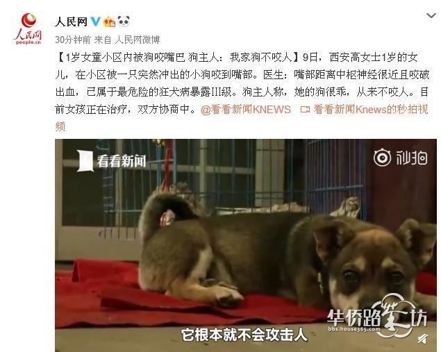 遛狗为何不牵绳?“我家狗不咬人!”狗主的脸上不该写满无耻 遛狗为何不牵绳?“我家狗不咬人!”狗主的脸上不该写满无耻