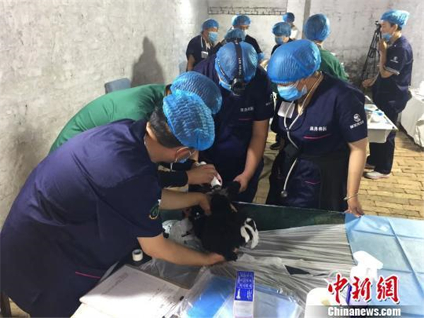 多城出台养犬新政 纵犬、虐犬都将面临重罚! 多城出台养犬新政 纵犬、虐犬都将面临重罚!